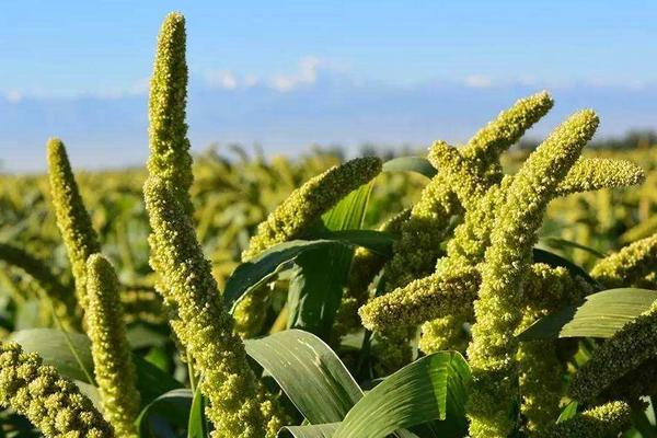 种植小米一亩挣多少，利润大不大，用什么肥料最好