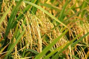 超级水稻种子前十名