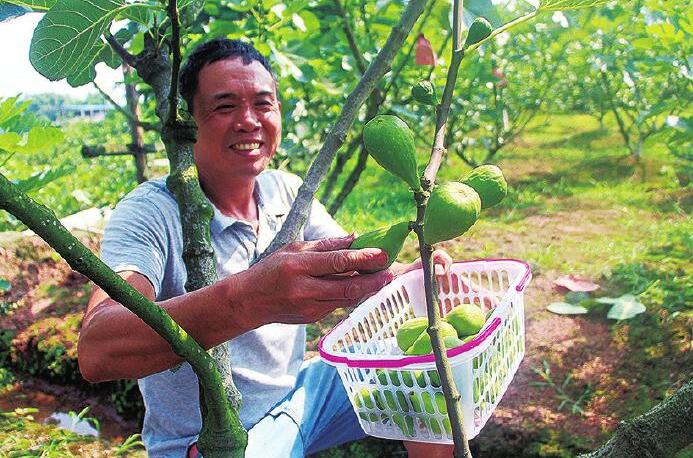 种植无花果价高不愁销，每亩收入过万元