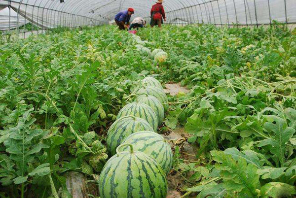 沙地土壤适合种植什么