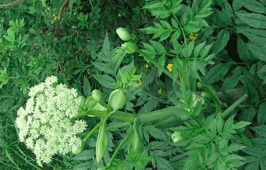 柴胡种子的种植方法？