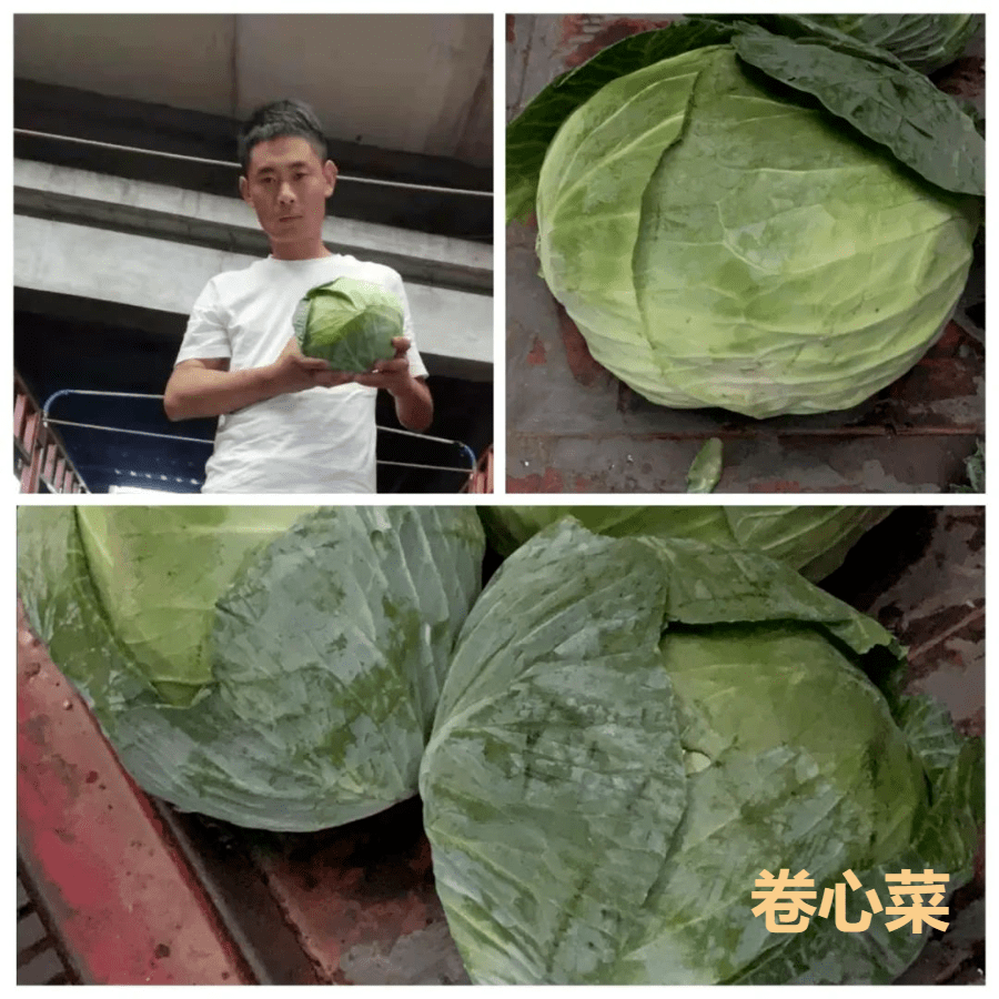 多种蔬菜难见去年“辉煌”，四季豆表现亮眼