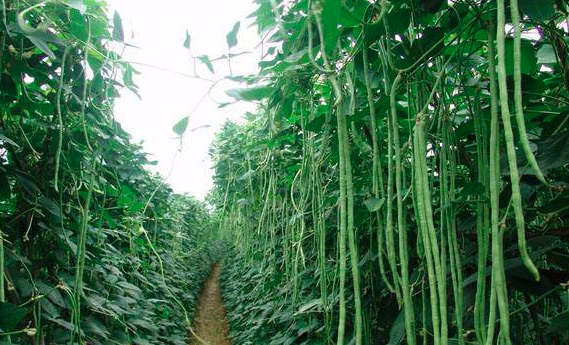 种植豆角做好这五点，才能种出高质量豆角！