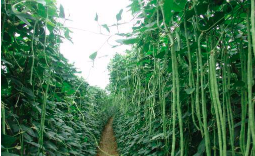 种植豆角如何浇水才合理？