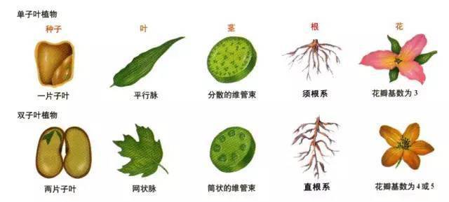 植物必要的钙元素全解