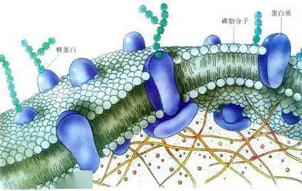 植物必要的钙元素全解