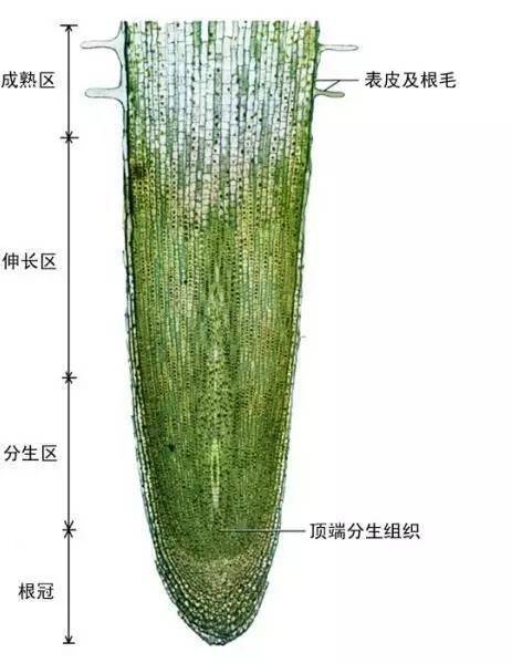 植物必要的钙元素全解