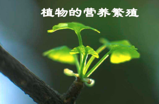 植物营养九问，植物必需的营养元素有哪些 ？