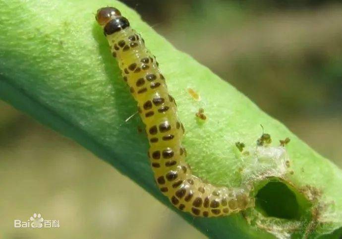 蔬菜上10种抗性害虫的防治技巧