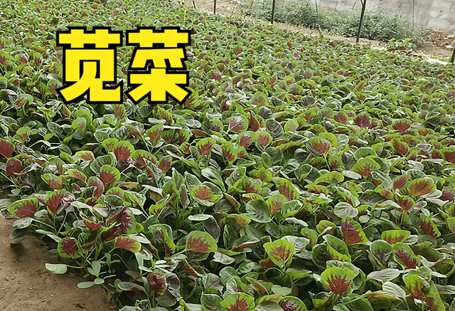 3月份，10种蔬菜可以种植，易存活，5-6月收获，菜农们别错过