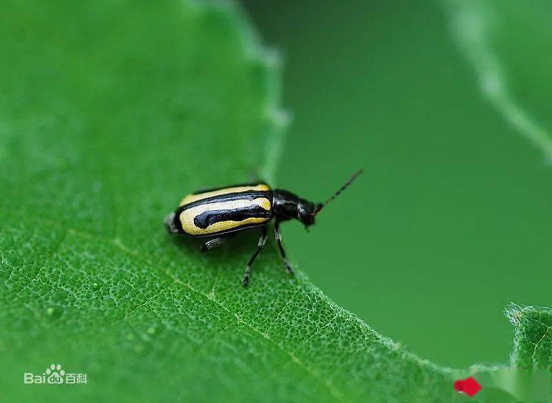 蔬菜上10种抗性害虫的防治技巧