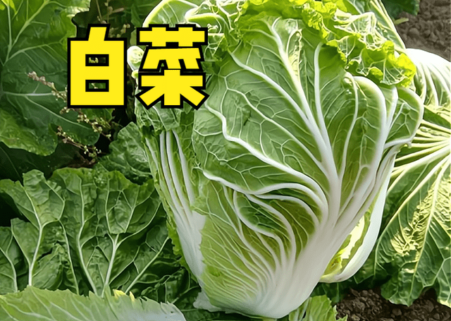 3月份，10种蔬菜可以种植，易存活，5-6月收获，菜农们别错过