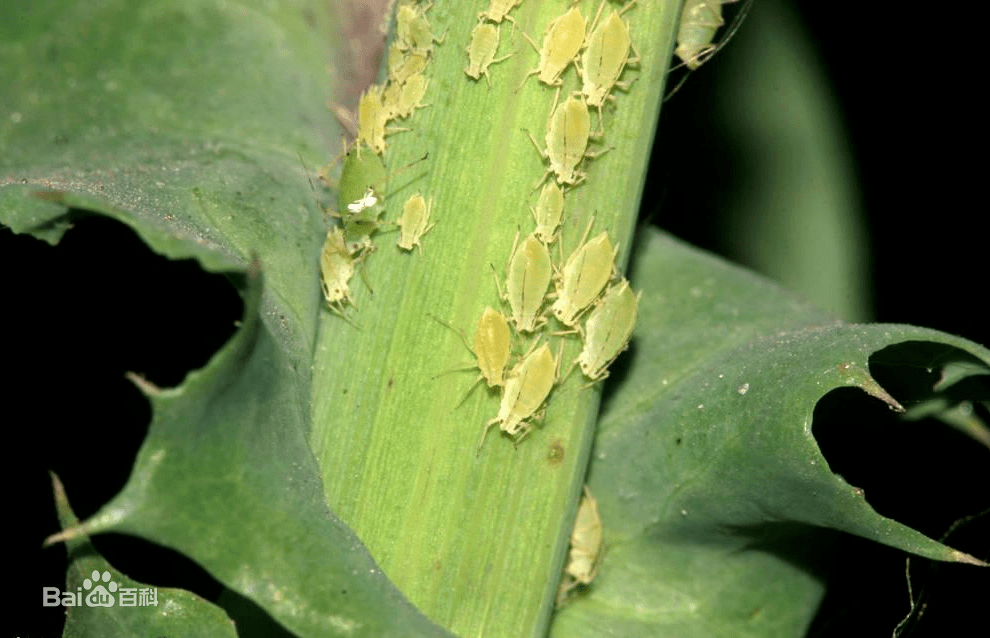 蔬菜上10种抗性害虫的防治技巧