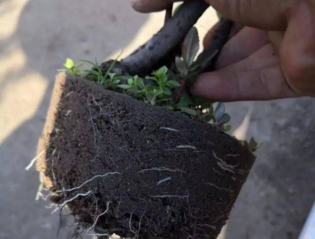 自己制作天然的生根水，生根效果是生根粉的10倍