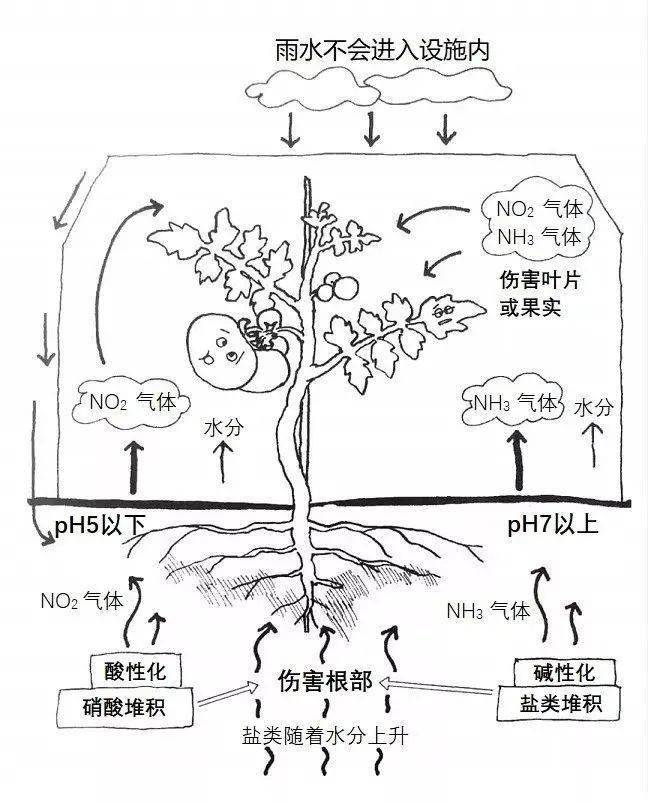 土壤过度施肥造成的障碍