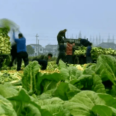 “土坑酸菜”伤了你，也伤了13万人的生计！华容芥菜遭遇灭顶之灾