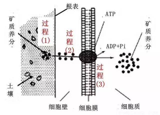 植物根系是如何吸收矿质养分的？