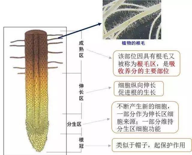 植物根系是如何吸收矿质养分的？