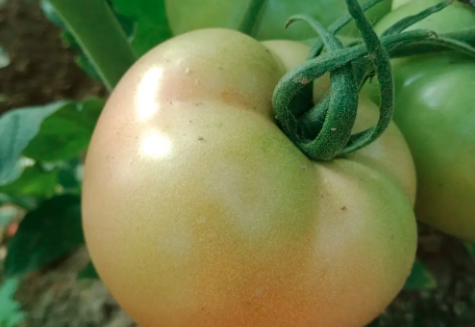 西红柿红绿不均匀是怎么回事？