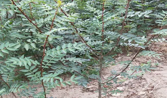 花椒实生苗的繁育技术介绍