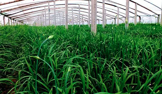 冬季韭菜大棚种植方法