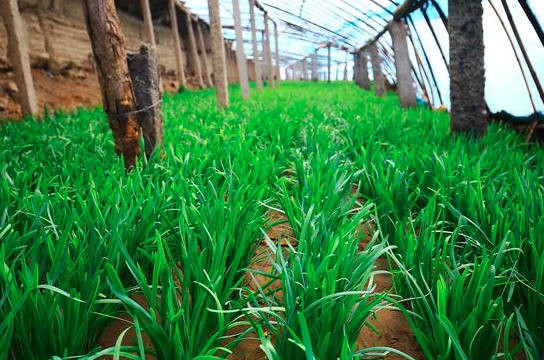 大棚韭菜无公害种植技术