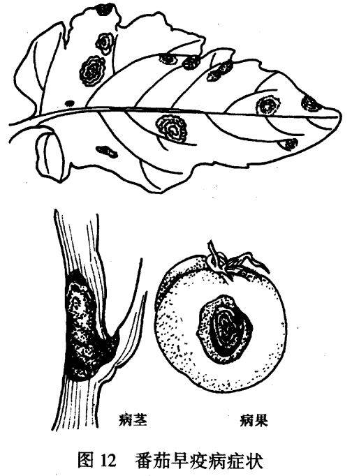 快速区分西红柿晚疫病与早疫病！