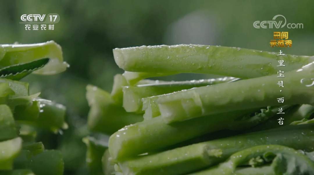 亩产值1万元，一年四季都能种！这个“混血”蔬菜，正在火爆全国！