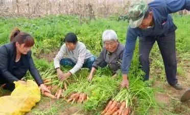 胡萝卜种植技术要弄清，这里一次告诉你