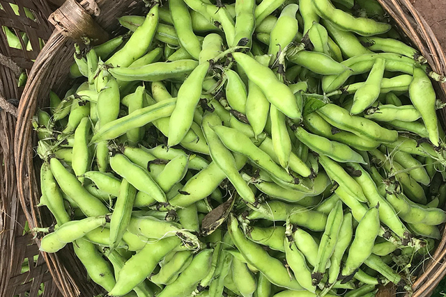 世界第三大食用豆作物，蚕豆冬季栽培高产技术分析