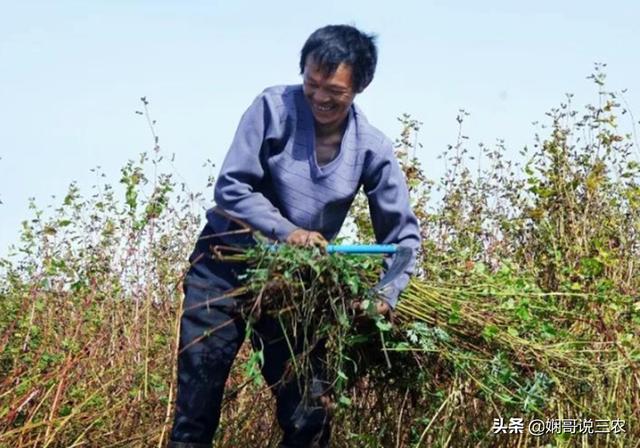 优质荞麦全新栽培技术，轮作和精耕细作，用这种种植技巧