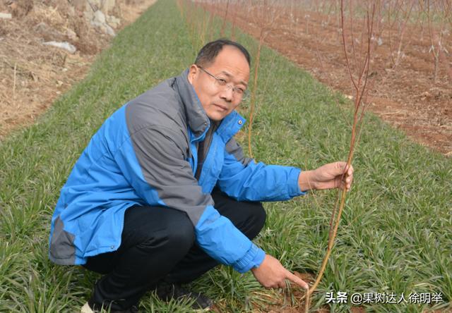 一年之计在于春，春天如何科学栽植桃树，这些技术关键要学会