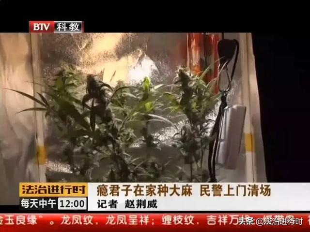 北京一男子居然在家种大麻，自产自吸