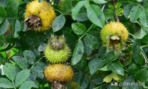 刺梨种植技术！种植刺梨必须要注意的全部要点