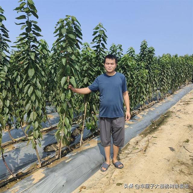 俄罗斯八号樱桃苗：抗寒能力强，北方种植首选