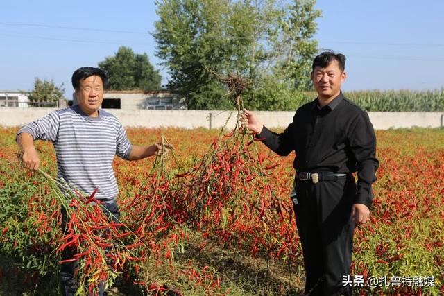 泰椒喜获丰收 让种植户尝到致富“甜头”