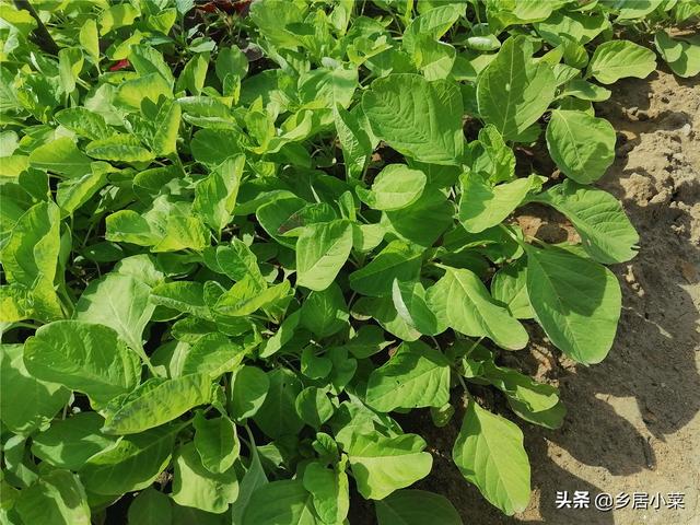 树荫下适合种植什么蔬菜？多种叶菜、果菜，看树荫下光照情况择种