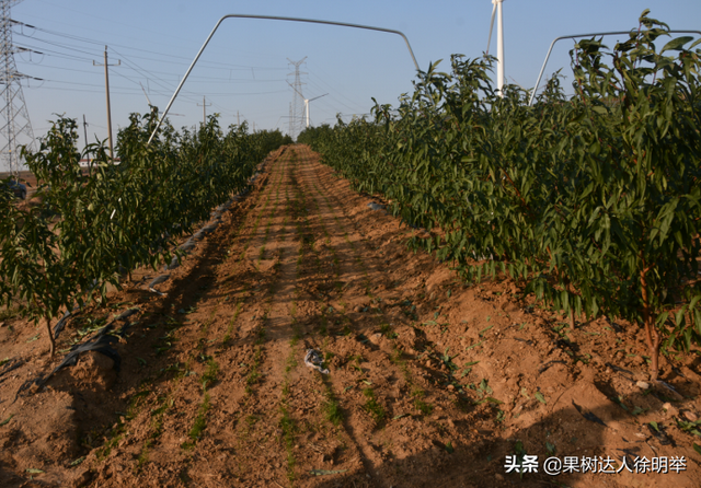 一年之计在于春，春天如何科学栽植桃树，这些技术关键要学会