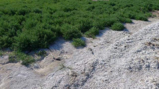 世界土壤日丨这些长在盐碱地上的“重口味”植物，了解一下？