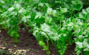 夏季芹菜六月种植法(芹菜种植时间，种植方法介绍)