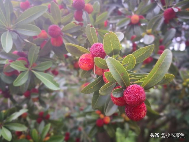 杨梅是亚热带经济树种，种植有技巧，生态高效栽培技术