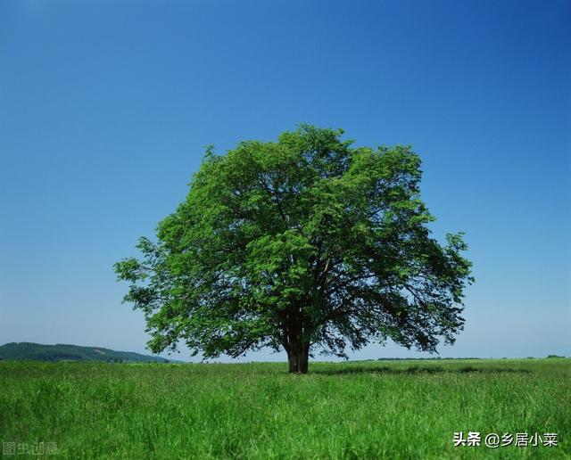 树荫下适合种植什么蔬菜？多种叶菜、果菜，看树荫下光照情况择种