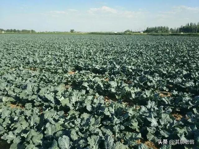 露地秋西兰花、甘兰种植技术要点