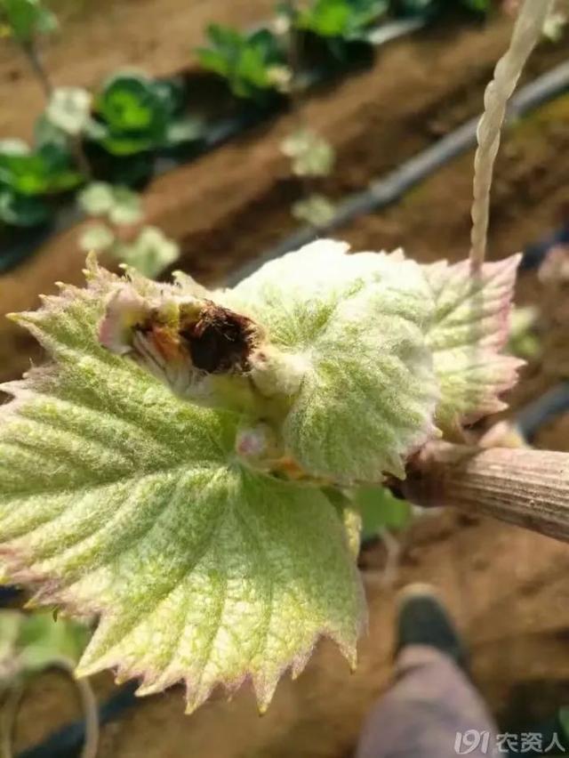 温室葡萄升温后，萌芽整齐有妙招