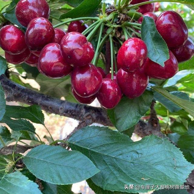 俄罗斯八号樱桃苗：抗寒能力强，北方种植首选