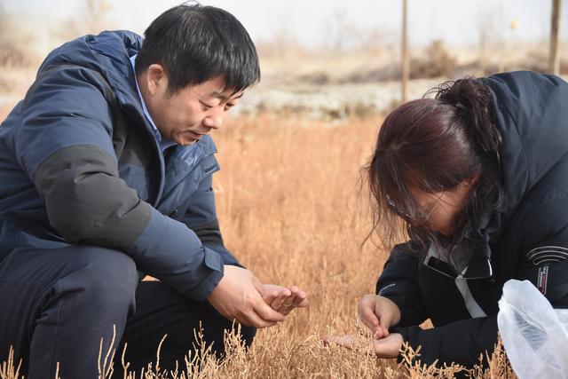 世界土壤日丨这些长在盐碱地上的“重口味”植物，了解一下？