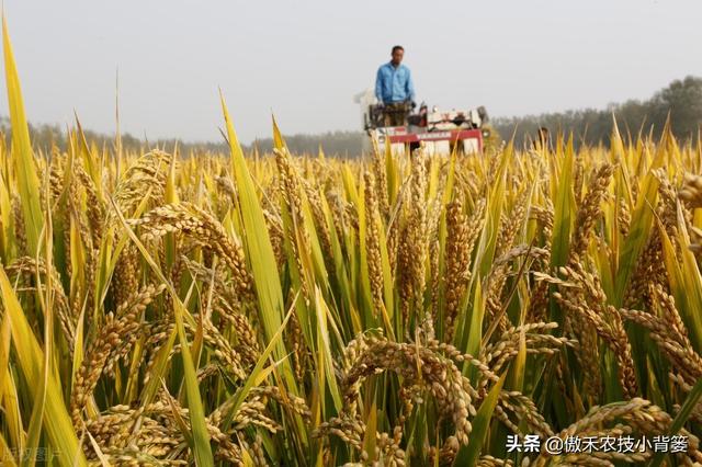 水稻什么时候收获产量最高？如何准确判断水稻最佳收获期？