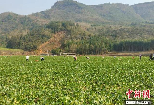 广西百色打造机械化种植基地 助绿色蔬菜销往粤港澳