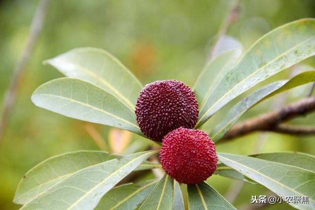 杨梅是亚热带经济树种，种植有技巧，生态高效栽培技术