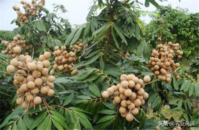 云南河口山地龙眼栽培技术，好的种植技术才是高产的基础，学学吧